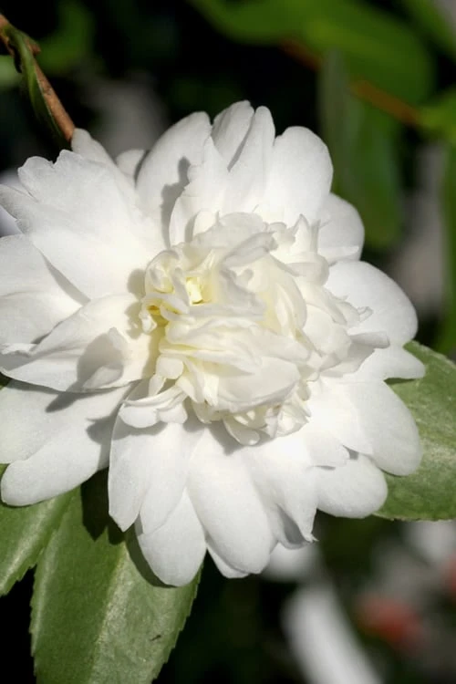 Snow Flurry Cold Hardy Camellia Hybrid - 3 Gallon Pot - Image 5