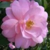 Taylors Perfection Pink Camellia Hybrid - 3 Gallon Pot