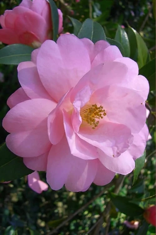 Taylors Perfection Pink Camellia Hybrid - 3 Gallon Pot