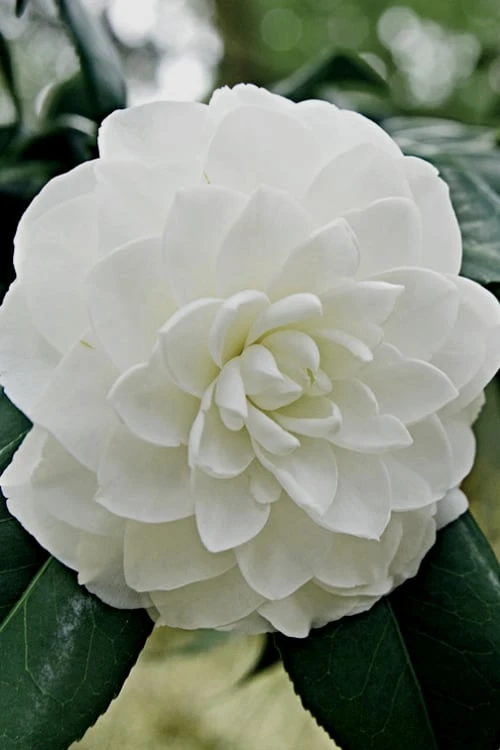 White By The Gate Camellia Japonica - 1 Gallon Pot