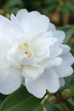 Winter's Waterlily Cold Hardy Camellia - 3 Gallon Pot