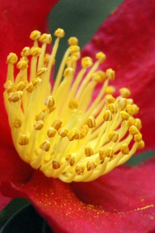 Yuletide Camellia Sasanqua - 7 Gallon Pot (3-4') - Image 5