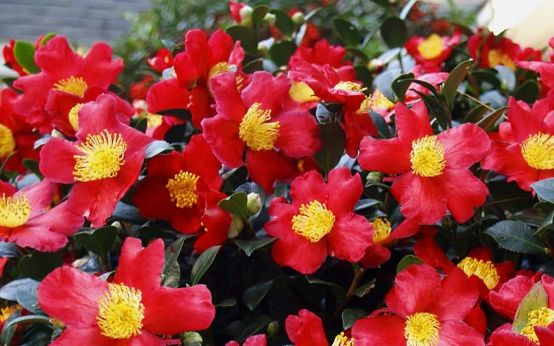 Yuletide Camellia Sasanqua - 7 Gallon Pot (3-4') - Image 6
