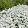 Tahoe Candytuft - Iberis Sempervirens - 10 Count Flat Of Quart Pots