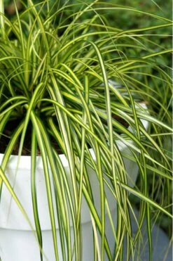 Evercolor Eversheen Carex - 1 Gallon Pot