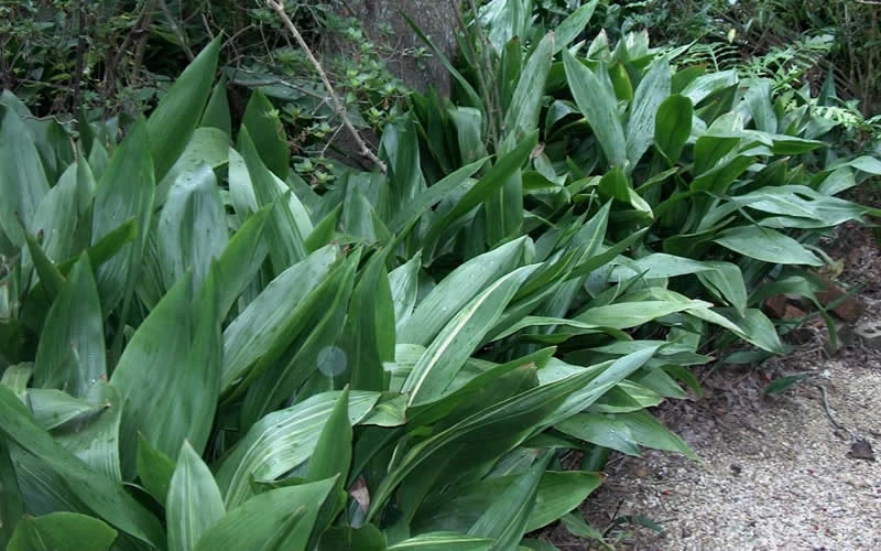 Cast Iron Plant - 1 Gallon Pot - Image 6