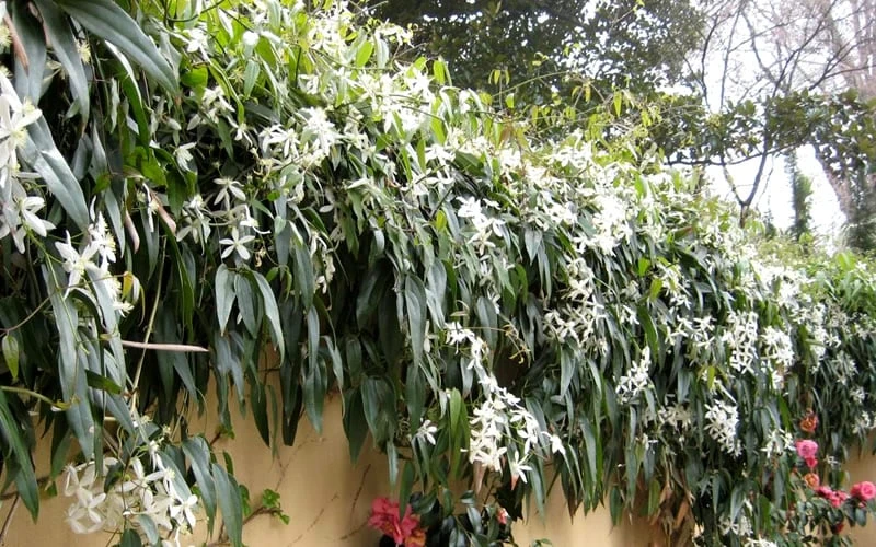 Snowdrift Evergreen Clematis Armandii - 2 Gallon Pot - Image 6