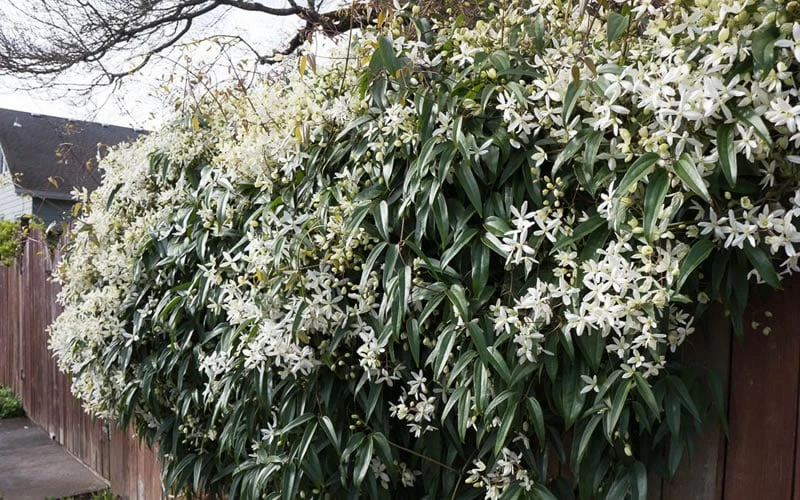 Snowdrift Evergreen Clematis Armandii - 2 Gallon Pot - Image 8