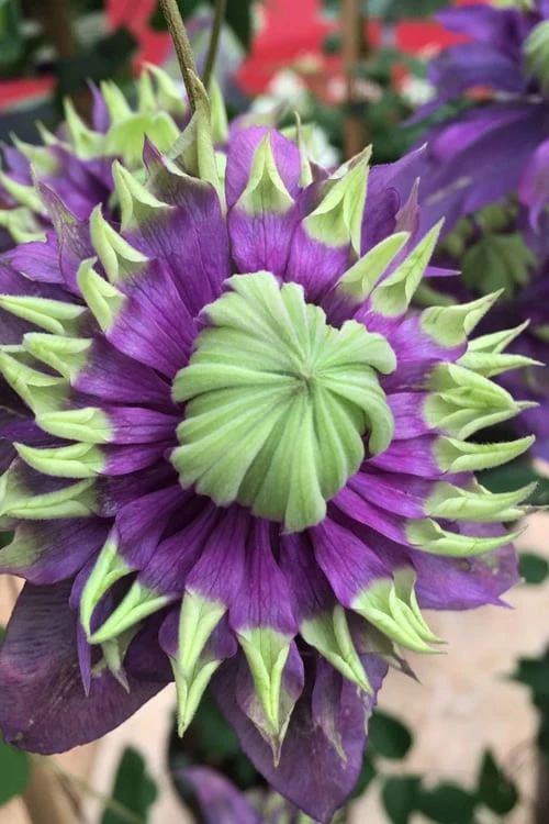 Taiga Clematis - 2 Gallon Pot - Image 6