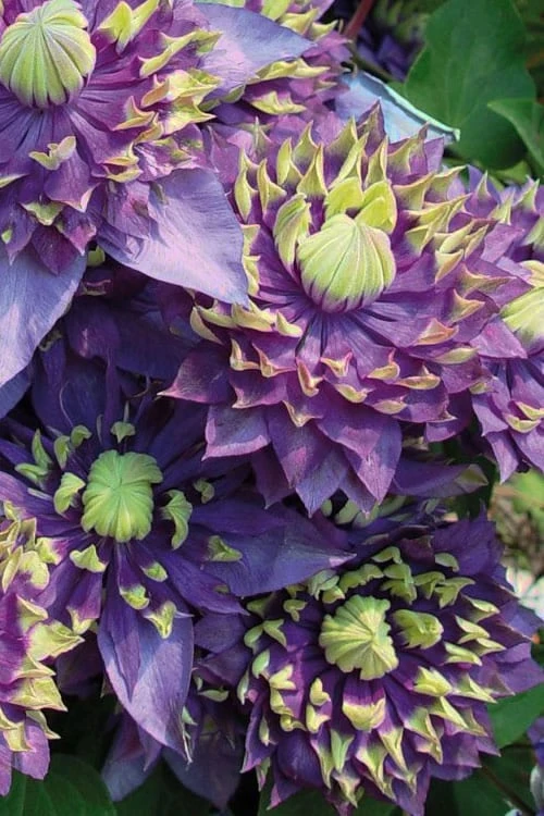 Taiga Clematis - 2 Gallon Pot - Image 5