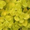 Golden Creeping Jenny (Lysimachia Nummularia 'Aurea') - 5 Pack Of Quart Pots
