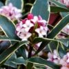 Variegated Pink Winter Daphne - 3 Gallon Pot