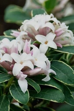 Summer Ice Daphne - 2 Gallon Pot