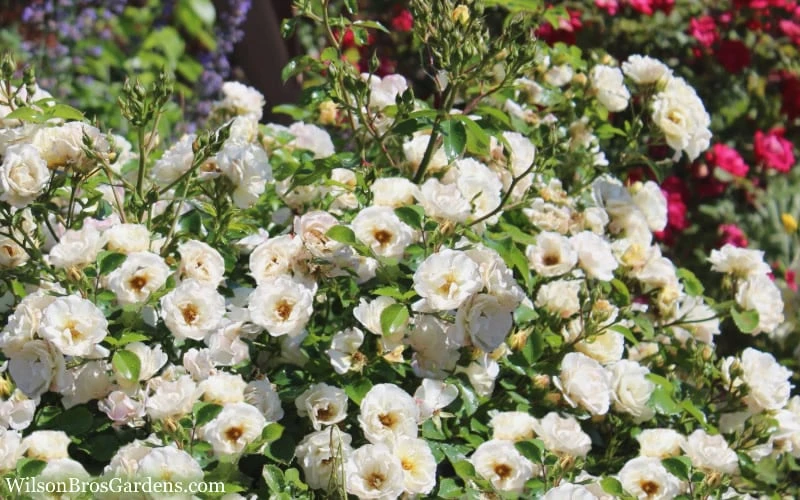 Popcorn Drift Groundcover Rose - 1 Gallon Pot - Image 5