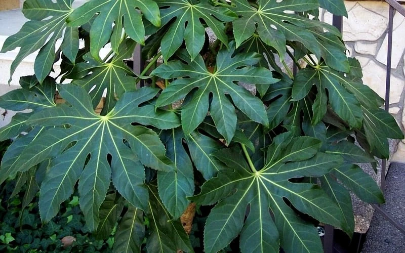 Fatsia Japonica (Japanese Aralia / Glossy Paper Plant) - 7 Gallon Pot - Image 6