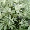 Spider's Web Fatsia - Japanese Aralia Paper Plant - 1 Gallon Pot
