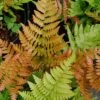 Autumn Fern (Dryopteris Erythrosora) - 3 Gallon