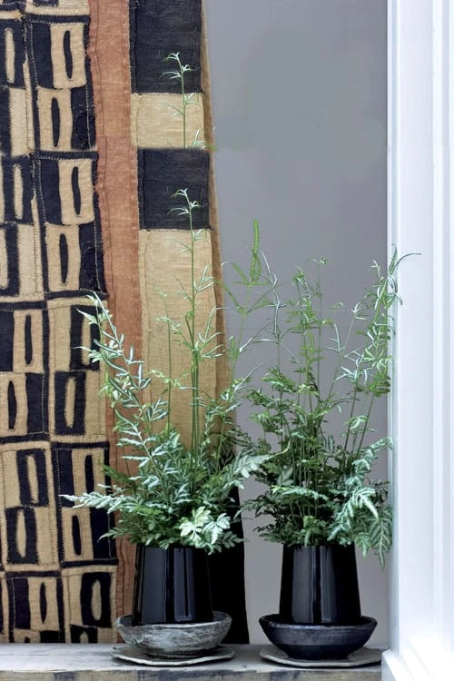 Silver Lace Fern - 5 Pack Of Quart Pots - Image 5