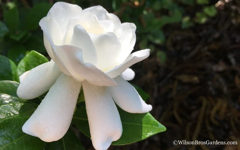 Crown Jewel Gardenia - 1 Gallon Pot - Image 7