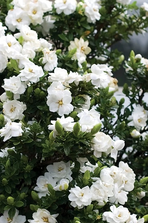 Double Mint Gardenia - 3 Gallon Pot - Image 4