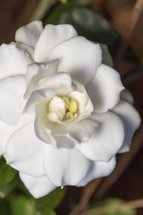 Double Mint Gardenia - 3 Gallon Pot