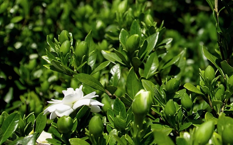 Double Mint Gardenia - 3 Gallon Pot - Image 6