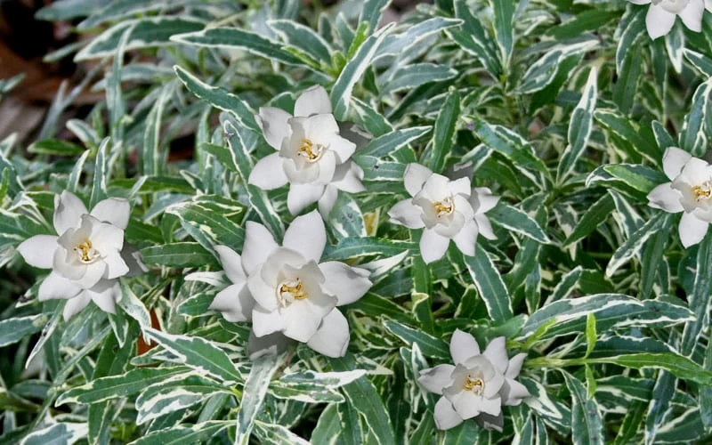 Variegated Creeping Dwarf Gardenia - 6 Pack Of 1 Gallon Pots - Image 4
