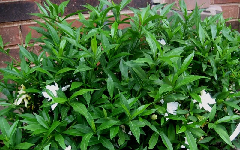 Radicans Creeping Dwarf Gardenia - 6 Pack Of 1 Gallon Pots - Image 7