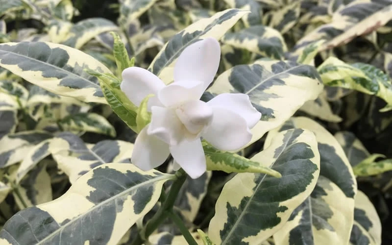 Variegated August Beauty Gardenia - 1 Gallon Pot - Image 4