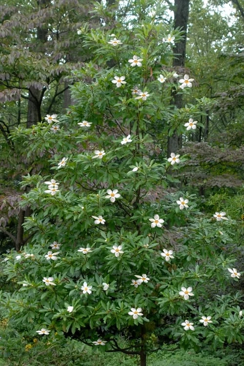 Sweet Tea Mountain Gordlinia - 5 Gallon Pot - Image 4