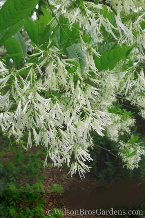 Grancy Graybeard - White Fringe Tree - 7 Gallon Pot (2-3') - Image 7