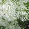 Grancy Graybeard - White Fringe Tree - 7 Gallon Pot (3-4')