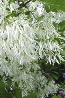 Grancy Graybeard - White Fringe Tree - 7 Gallon Pot (3-4')