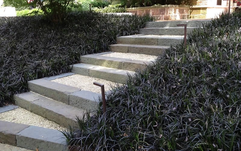 Black Mondo Grass - Ophiopogon Planiscapus 'Nigrescens' - 18 Count Flat Of Pint Pots - Image 4