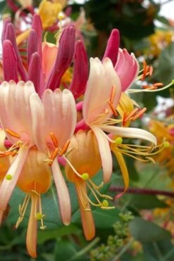 Peaches & Cream Fragrant Honeysuckle - Lonicera Periclymenum - 5 Gallon Pot