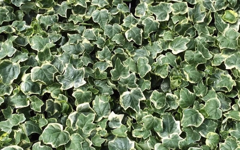Anne Marie White Variegated Ivy (Hedera Helix) - 6 Pack Of 2.5" Pots - Image 5