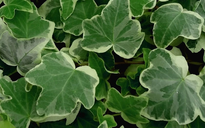 Anne Marie White Variegated Ivy (Hedera Helix) - 6 Pack Of 2.5" Pots - Image 4