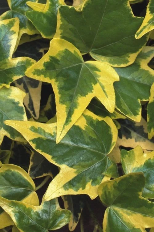 Gold Child Ivy (Hedera Helix) - 10 Pack Of Pint Pots - Image 4