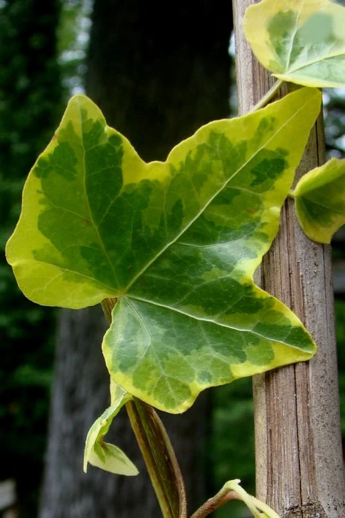 Gold Child Ivy (Hedera Helix) - 10 Pack Of Pint Pots - Image 6