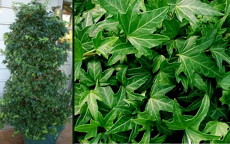 Needlepoint Ivy (Hedera Helix) - 5 Pack Of Pint Pots - Image 5