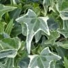 Variegated Needlepoint Ivy (Hedera Helix) - 10 Pack Of Pint Pots