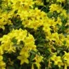 Butterscotch Yellow Jasmine (Jessamine) - Gelsemium Sempervirens - 1 Gallon Pot