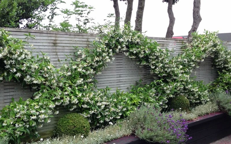 Madison Confederate Jasmine - 2 Gallon Pot - Image 4