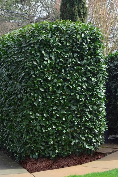 Schip Laurel (Prunus Laurocersasus 'Schipkaensis') - 3 Gallon Pot - Image 4