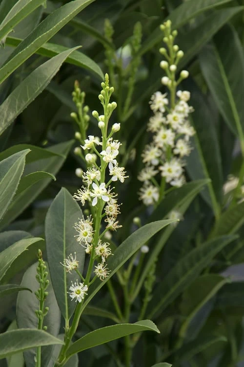 Schip Laurel (Prunus Laurocersasus 'Schipkaensis') - 1 Gallon Pot - Image 6