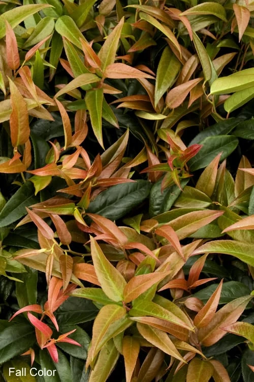 Scarletta Fetterbush - Leucothoe Fontanesiana 'Zeblid' - 2 Gallon Pot - Image 4
