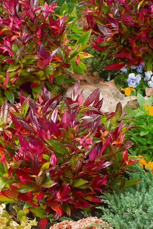 Scarletta Fetterbush - Leucothoe Fontanesiana 'Zeblid' - 2 Gallon Pot - Image 6