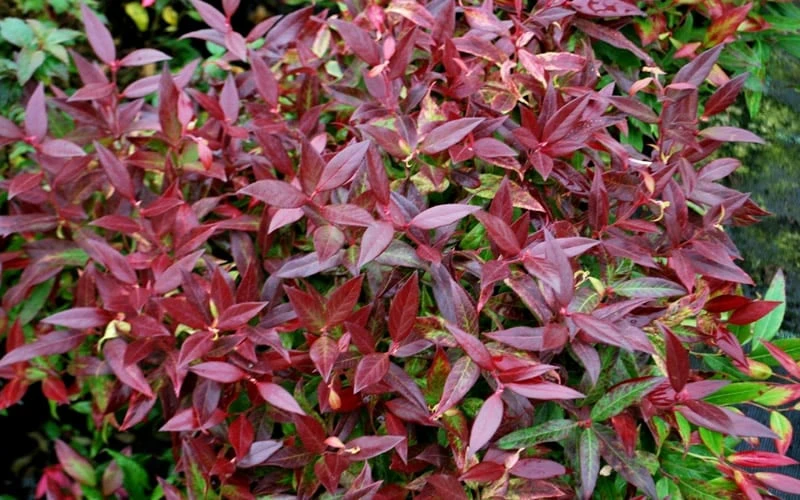 Scarletta Fetterbush - Leucothoe Fontanesiana 'Zeblid' - 2 Gallon Pot - Image 5