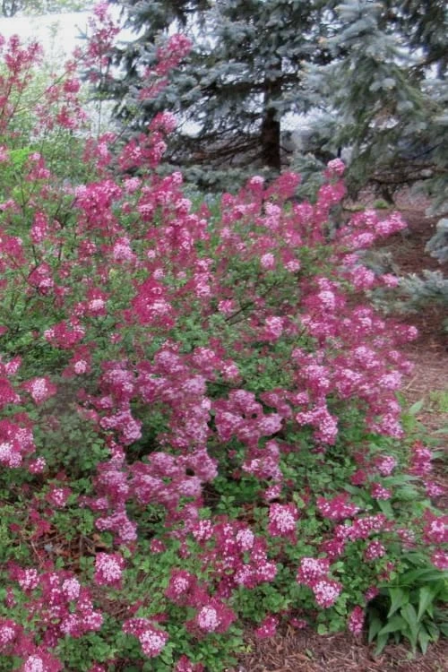 Red Pixie Lilac - Syringa Hybrid - 1 Gallon Pot - Image 3