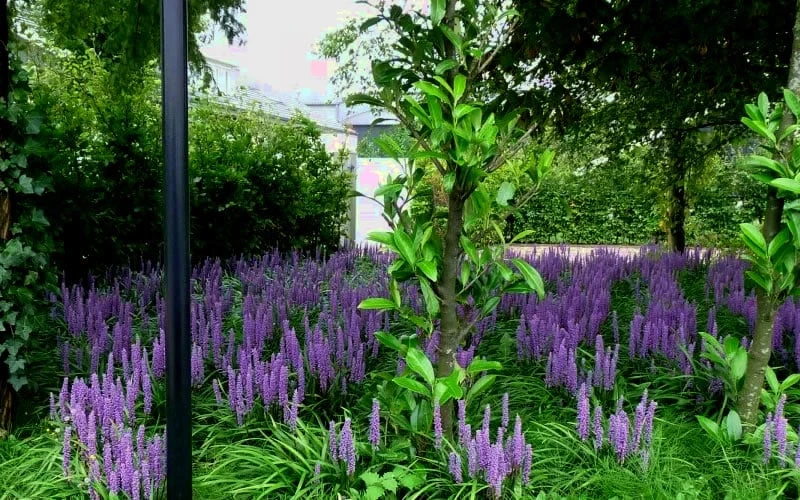 Royal Purple Liriope - Lilyturf - 10 Pack Of Pint Pots - Image 4